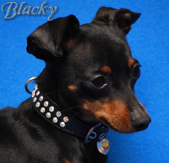 Prager-Rattler Blacky, schmal leichtund robust-perfekt f&uuml;r kleine,aktive Hunde.